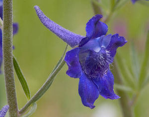 Delphinium nuttallii